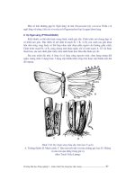 Giáo trình côn trùng part 5 docx