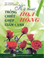 Kỹ thuật trồng, chiết, ghép, giâm cành Hoa hồng part 1 pot