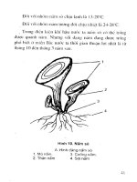 Kỹ thuật nuôi trồng nấm mỡ, nấm rơm, nấm sò, nấm hương và mọc nhĩ part 5 docx