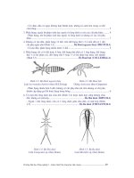 Giáo trình côn trùng part 3 pot