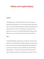 DANH MỤC CÁC GIỐNG CHÓ - Bulldog Anh (English Bulldog) pptx