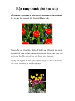 Rộn ràng thành phố hoa tulip potx