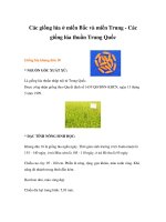 Các giống lúa ở miền Bắc và miền Trung - Các giống lúa thuần Trung Quốc pot