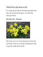 Những loài hoa đẹp nhưng cực độc doc