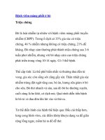 Bệnh viêm màng phổi ở bò pot