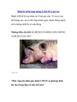 Bệnh lở mồm long móng (LMLM) ở gia súc pps