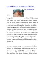 Ngoại KST ở trâu bò và các biện pháp phòng trị giả pot