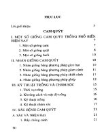 Kỹ thuật trồng, chăm sóc và phòng từ sâu bệnh cho Cam Quýt, Nhãn, Hồng part 7 pot