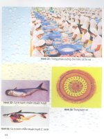 Kỹ thuật sản xuất giống và nuôi cá Tra, Ba sa part 5 pptx