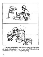 Kỹ thuật thâm canh lúa lai part 2 pps