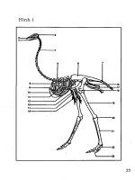 Kỹ thuật nuôi đà điểu part 2 potx