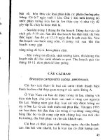 Kỹ thuật trồng rau ăn lá, rau ăn hoa, rau gia vị part 5 docx