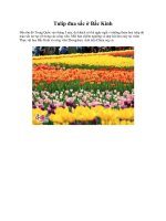 Tulip đua sắc ở Bắc Kinh ppsx