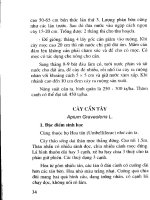 Kỹ thuật trồng rau ăn lá, rau ăn hoa, rau gia vị part 4 potx