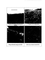 Đề tài : Nghiên cứu các giải pháp khoa học công nghệ và thị trường để nâng cao chất lượng chè xuất khẩu part 5 potx