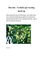 Hoa hòe - Vị thuốc quý trị tăng huyết áp pps