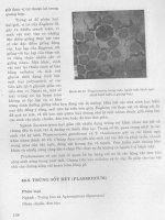 Sinh học tập 2 part 5 potx