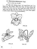 Hoa Lan nuôi trồng và kinh doanh part 3 pot