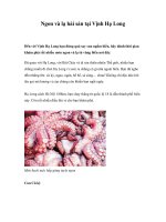 Ngon và lạ hải sản tại Vịnh Hạ Long potx