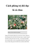 Cách phòng trị dòi đục lá cà chua potx