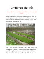 Cây lúa và sự phát triển - Bài 5 & 6 docx