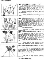 Cây cỏ Việt Nam tập 3 part 6 ppt