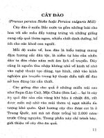 Kỹ thuật trồng cây ăn quả hiệu quả kinh tế cao tập 2 part 2 potx