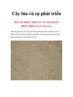 Cây lúa và sự phát triển - Bài 3 & 4 pot