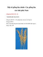 Một số giống lúa chính- Các giống lúa các tỉnh phía Nam potx