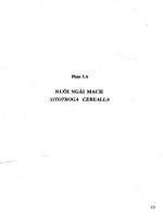 Kỹ thuật sản xuất ong mắt đỏ part 2 docx