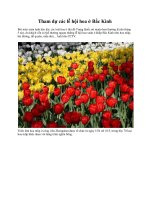 Tham dự các lễ hội hoa ở Bắc Kinh pot