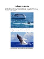 Ngắm cá voi trên biển potx