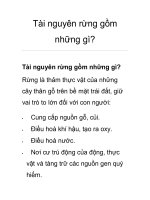 Tài nguyên rừng gồm những gì? potx
