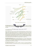 Giải phẫu chức năng hệ thần kinh