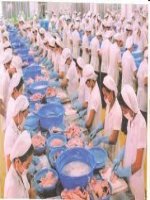 Tìm hiểu thị trường và giá cả cá tra xuất khẩu ở Việt Nam docx