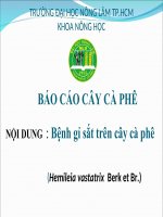 Báo cáo: Bệnh gỉ sắt trên cây cà phê pdf