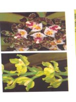 Kỹ thuật nuôi trồng cấy Lan part 6 potx