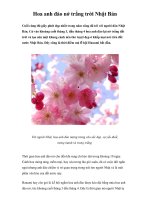 Hoa anh đào nở trắng trời Nhật Bản potx