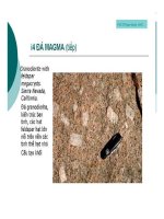 Bài giảng cấu tạo địa chất part 4 pptx