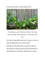 Cảnh giác bài thuốc lọc thận bằng cần tây pptx