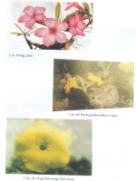 Kỹ thuật trồng và ghép sứ Thái nhiều màu part 7 ppsx