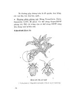 Hỏi đáp kỹ thuật nuôi trồng hoa và cây cảnh tập 1 part 7 potx