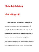 Chữa bệnh bằng phổi động vật pot