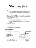 Não trung gian potx