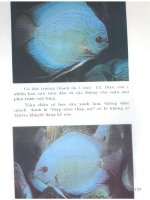 Kỹ thuật nuôi cá kiểng part 8 pdf