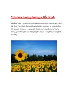 Mùa hoa hướng dương ở Bắc Kinh docx