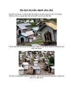 Du lịch thị trấn dành cho chó docx
