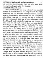 Kỹ thuật trồng và ghép hoa hồng part 10 ppsx