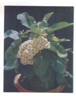 Xương rồng bát tiên : Kỹ thuật trồng và phương pháp lai tạo part 9 doc