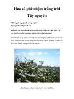 Hoa cà phê nhộm trắng trời Tây nguyên pot